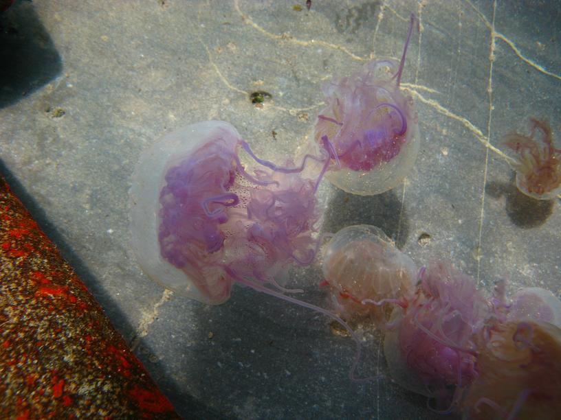 Cnidaria - Pelagia noctiluca (Forsskl, 1775)