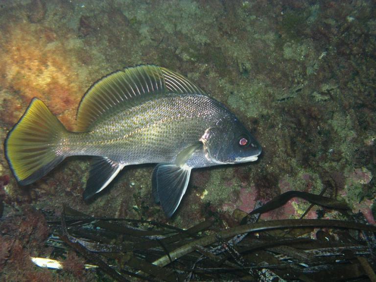 Corvina alla stazione di pulizia