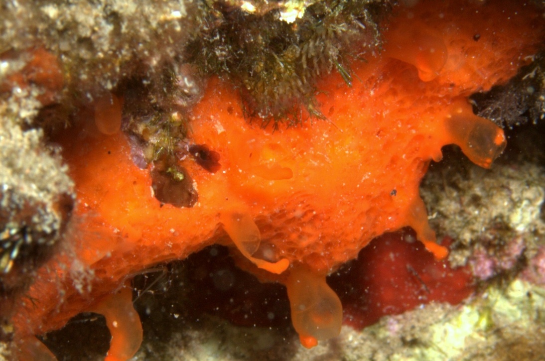 Poecilosclerida arancione