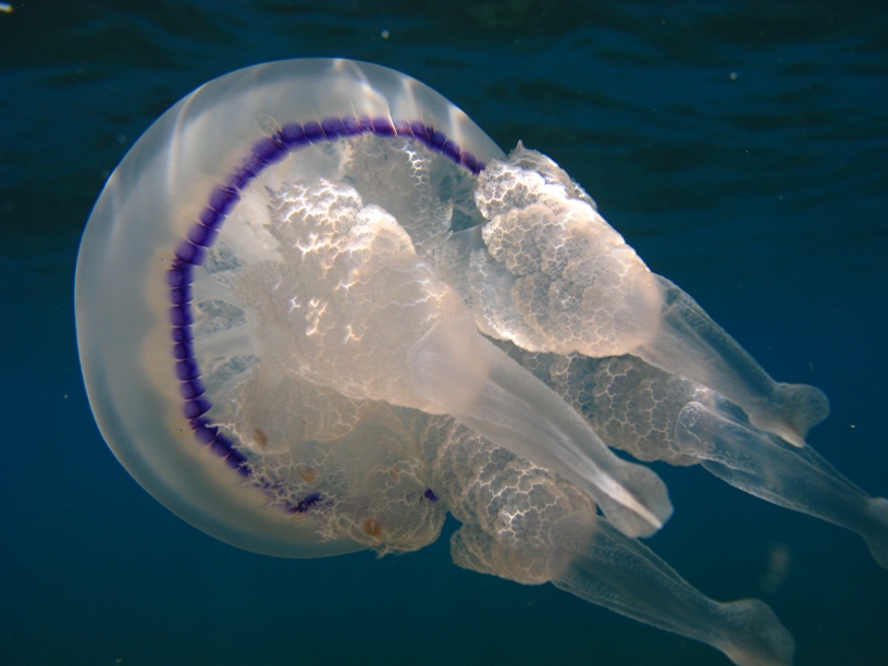 Rhizostoma pulmo