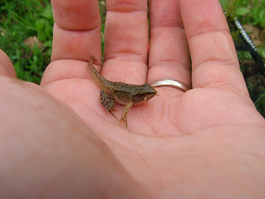 Uno stagno, molte specie