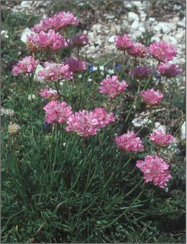 Armeria alpina / Spillo di dama