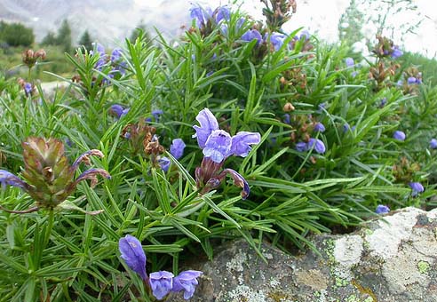 Dracocephalum ruyschiana /  Melissa di Ruysch