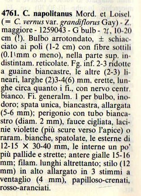 Crocus neglectus Peruzzi & Carta