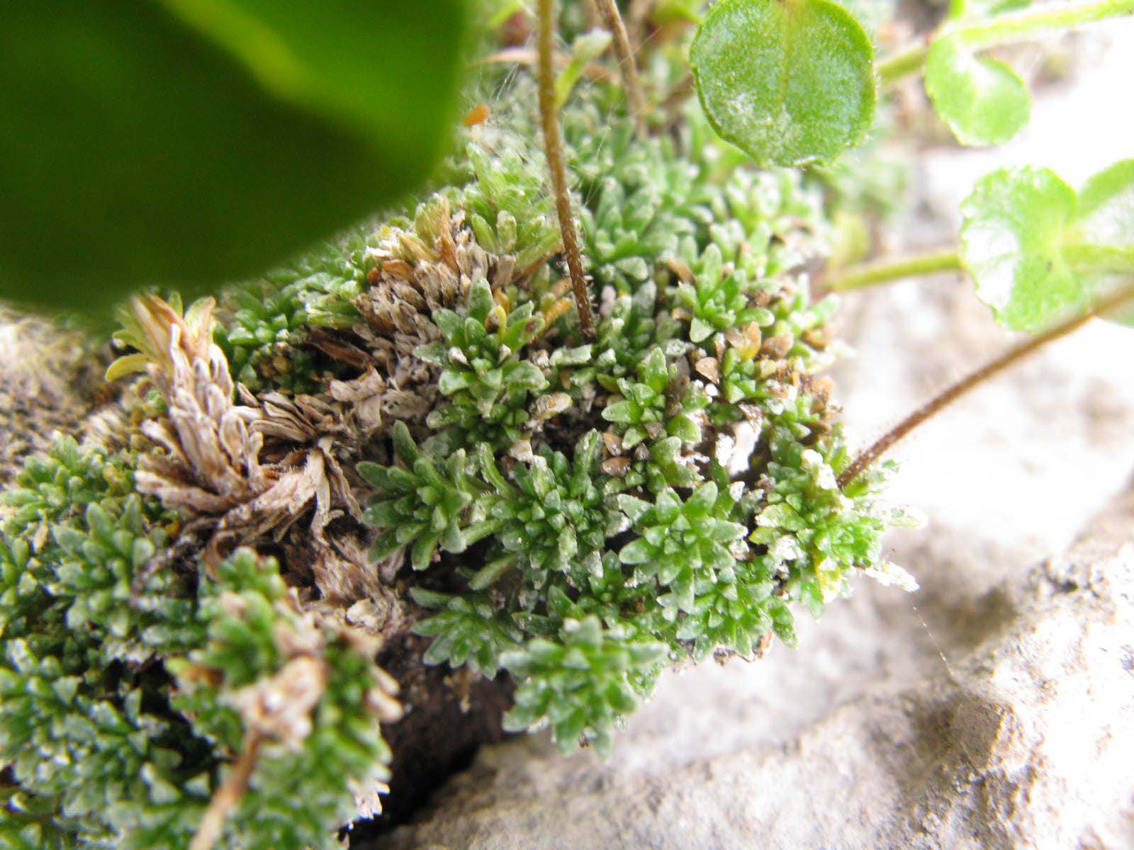 Saxifraga squarrosa / Sassifraga delle Dolomiti