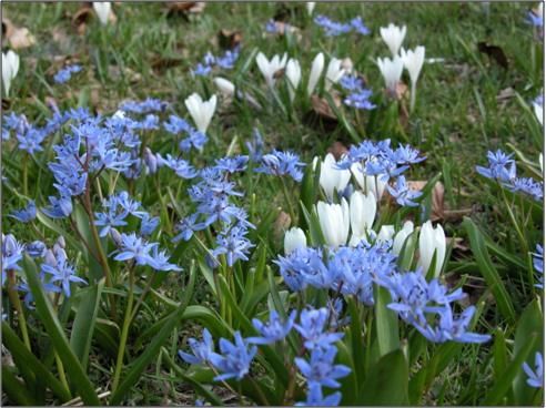 Scilla bifolia / Scilla dei boschi