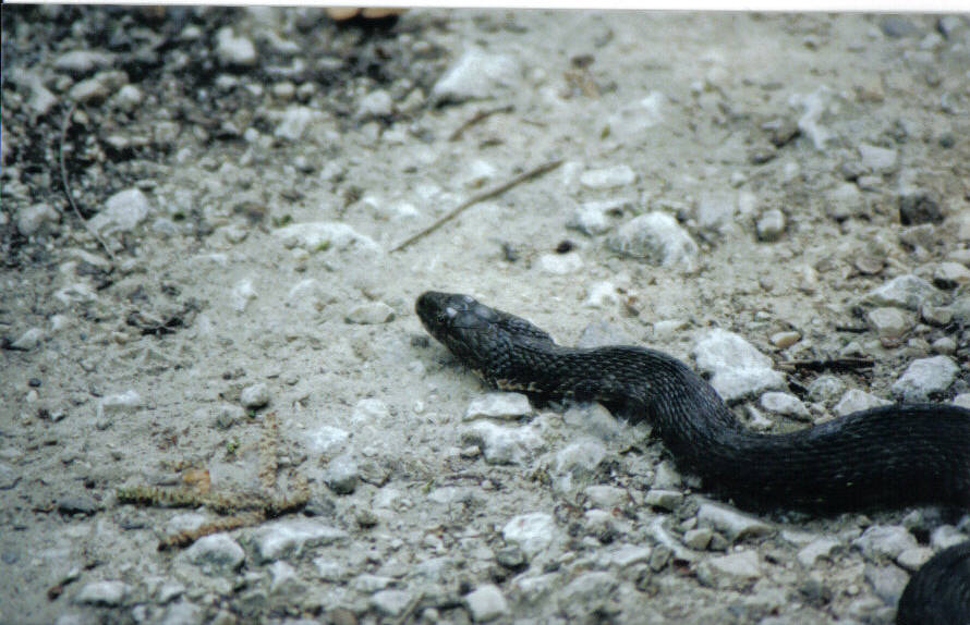 Natrix tessellata molto scura