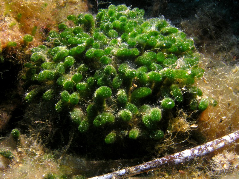 Codium vermilara