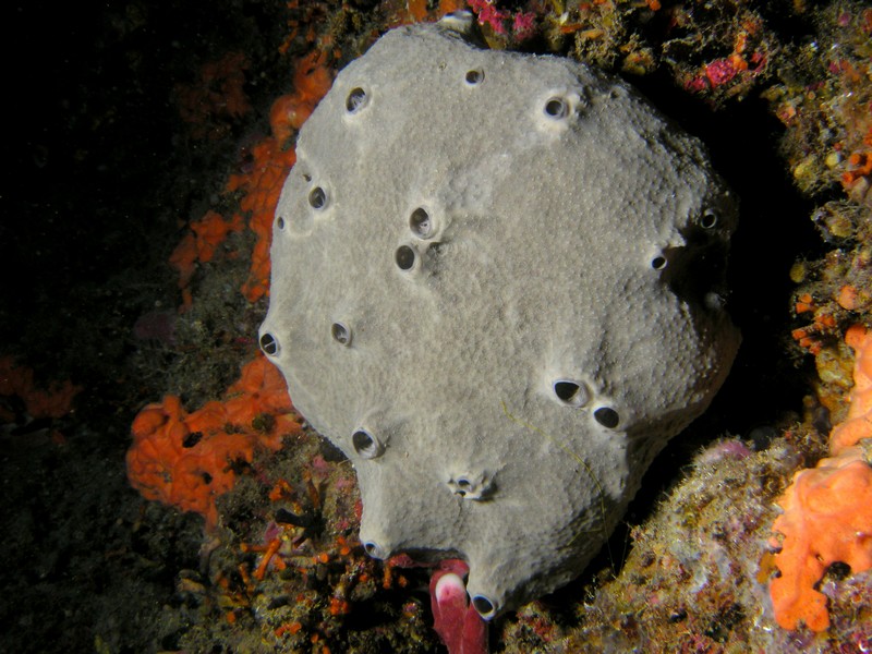 Ircinia sp.