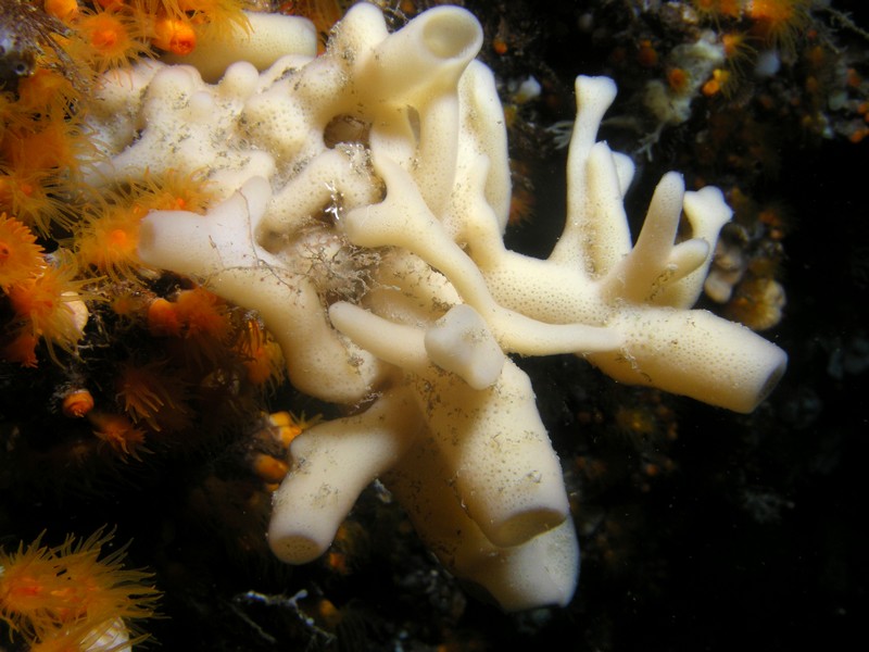 Haliclona sp.