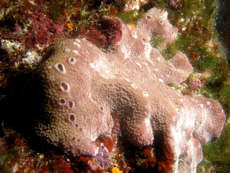 Ircinia sp.