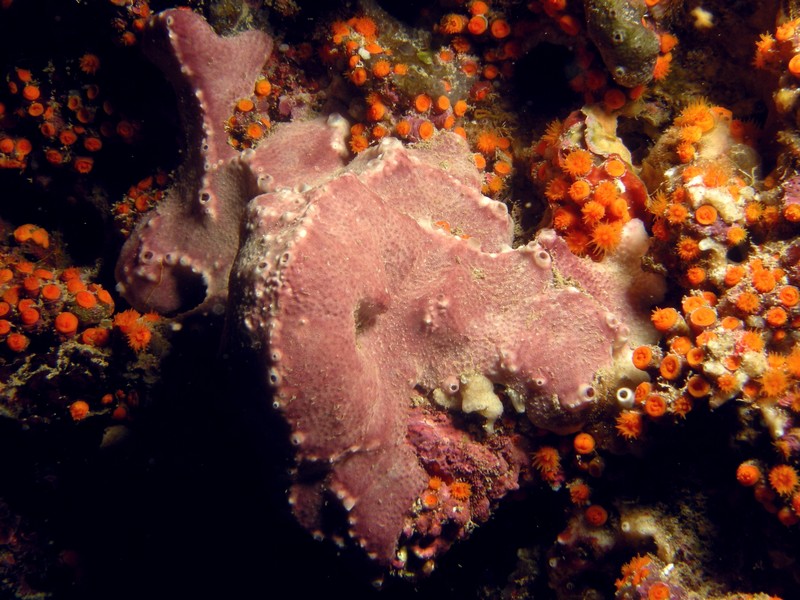 Ircinia sp.