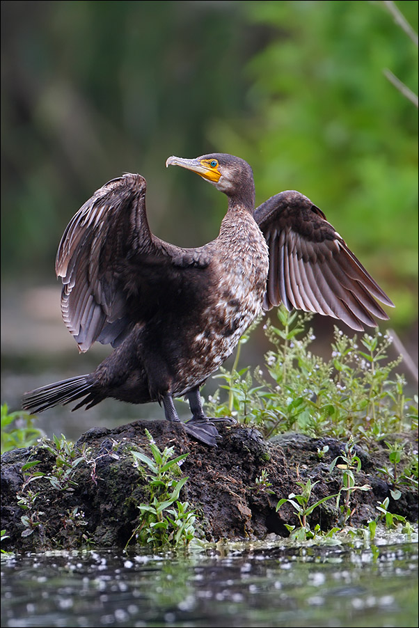 Cormorano