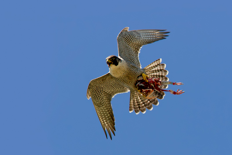 Falco pellegrino con preda