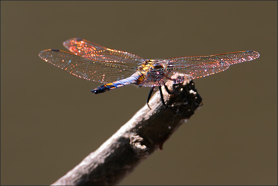 libellula da identificare - Orthetrum cancellatum