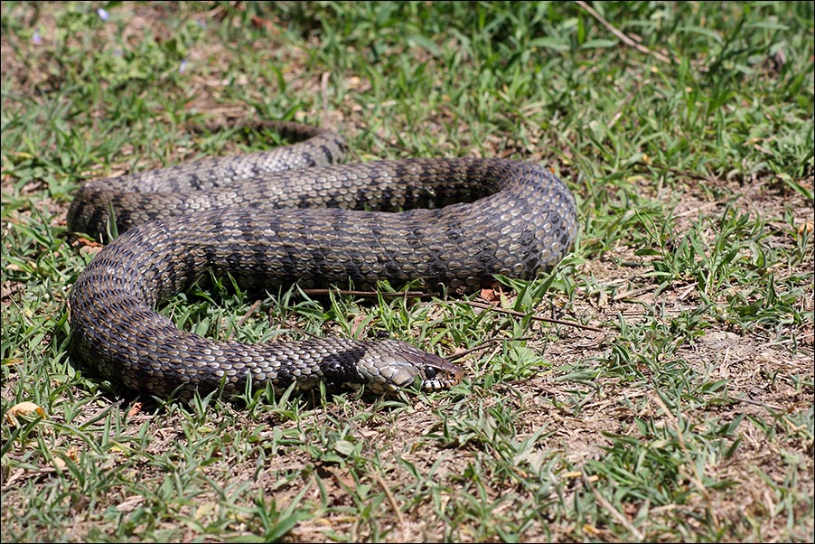 Serpente da identificare