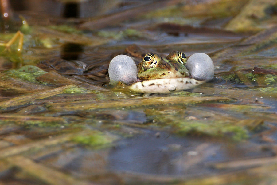 Rana...canterina. Pelophylax cfr. esculentus (Lazio)