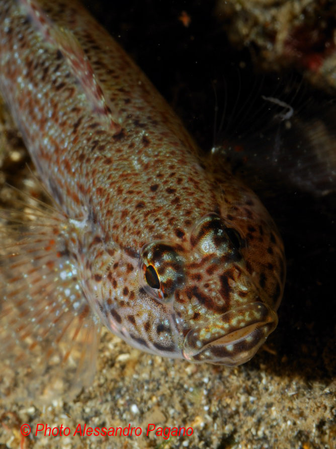 Gobius niger e Gobius incognitus