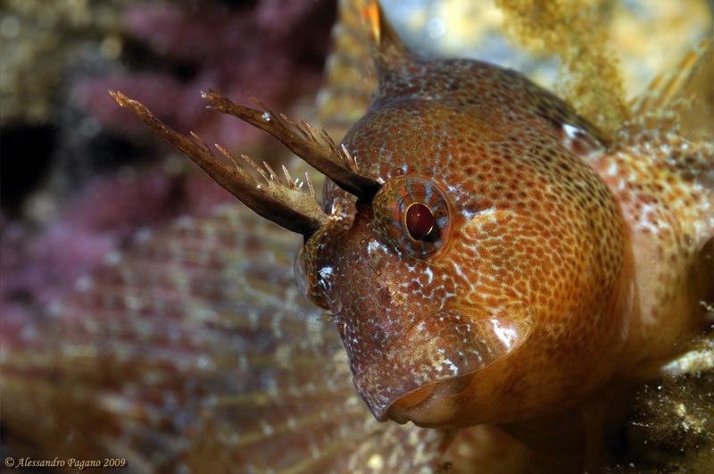 Quale blennide? (Parablennius tentacularis)