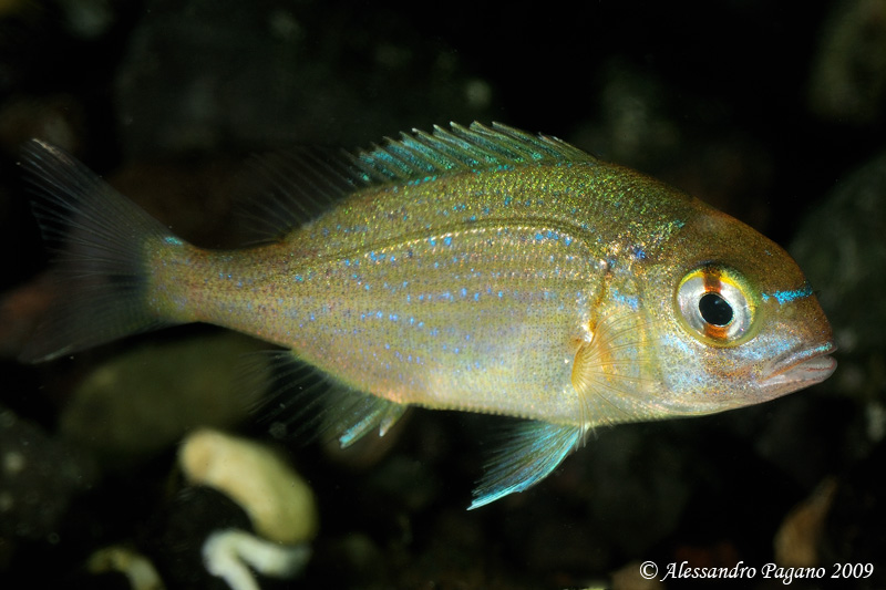 juvenile Chromis chromis