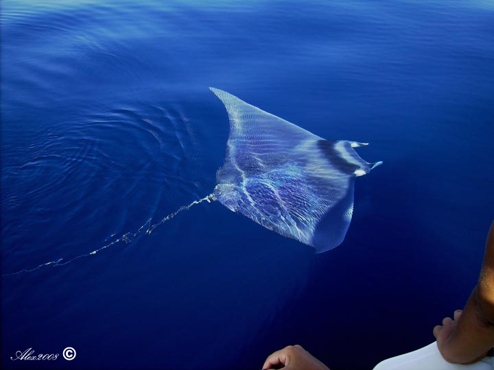 Mobula mobular ?