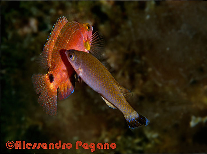 Corvina alla stazione di pulizia