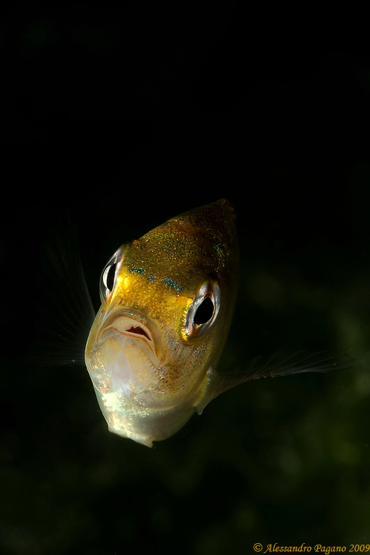 juvenile Chromis chromis