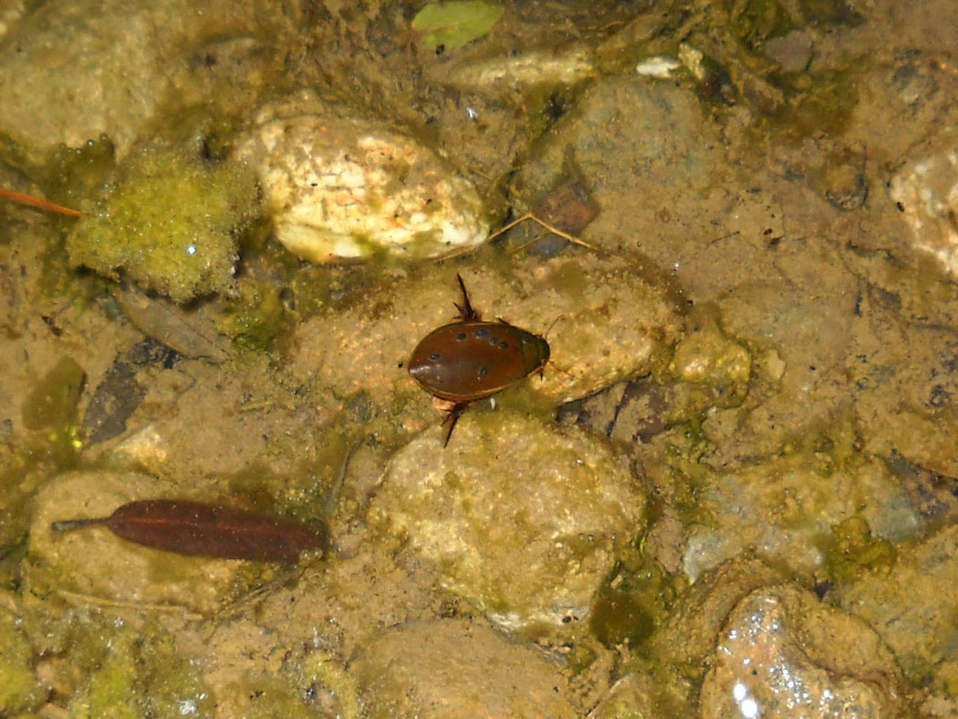 Cybister lateralimarginalis, Sardegna