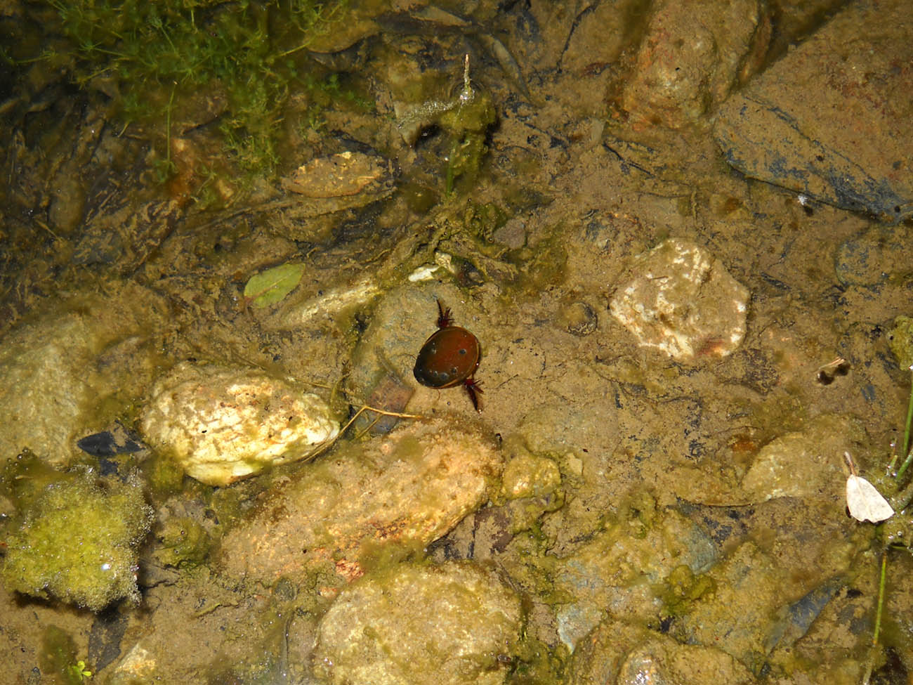 Cybister lateralimarginalis, Sardegna