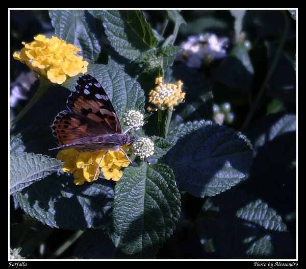 Di che specie si tratta? - Vanessa cardui