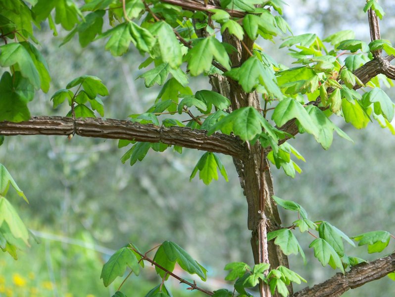 Acer campestre / Acero campestre