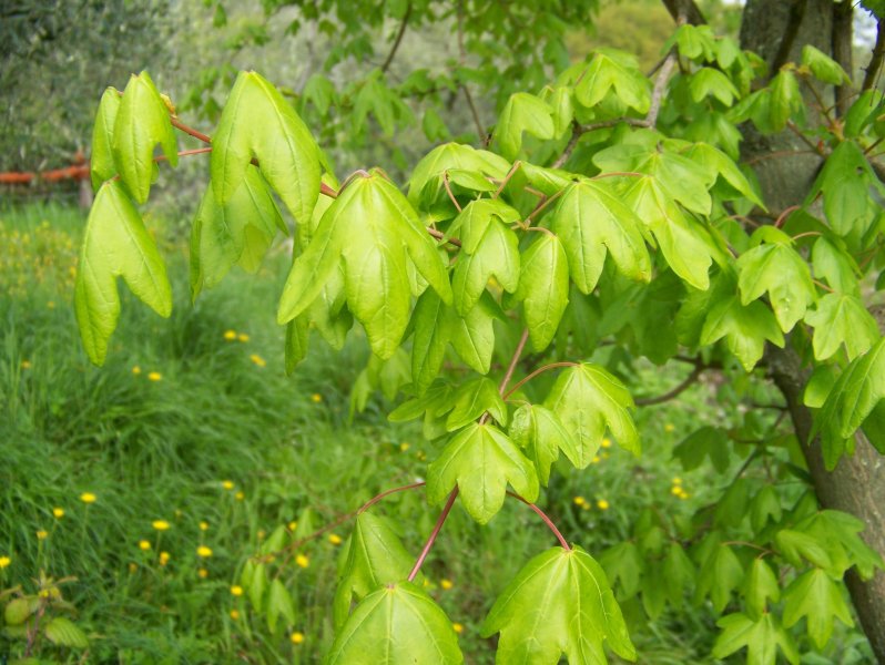 Acer campestre / Acero campestre