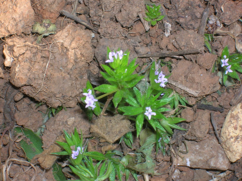 Sherardia arvensis / Toccamano