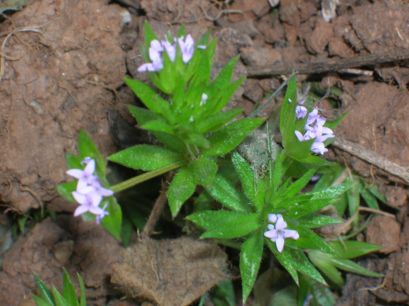 Sherardia arvensis / Toccamano