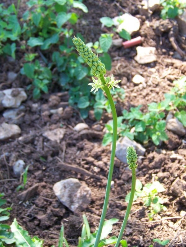 Fiore bianco (spiga) . - Ornithogalum pyrenaicum