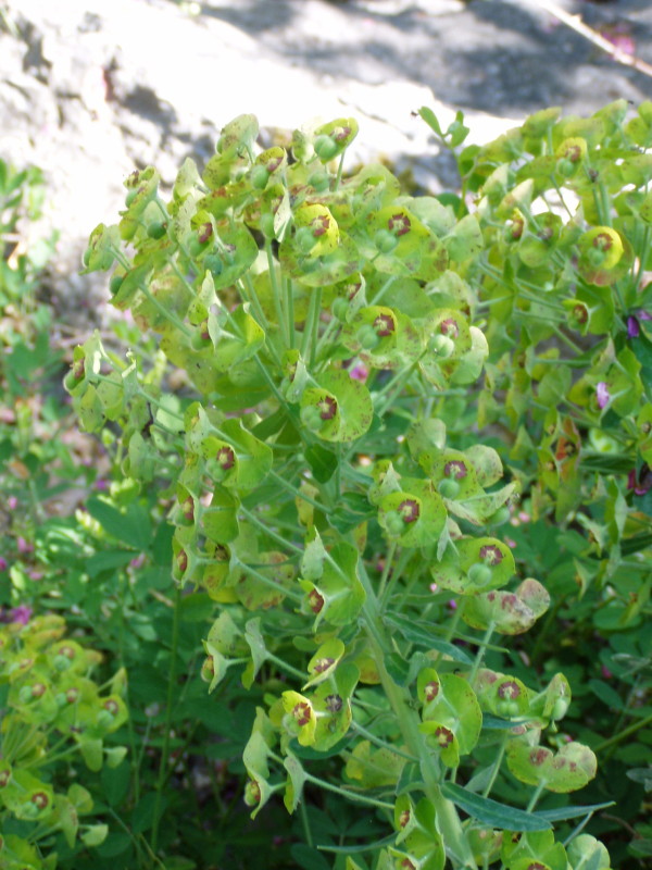 Euphorbia characias / Euforbia cespugliosa