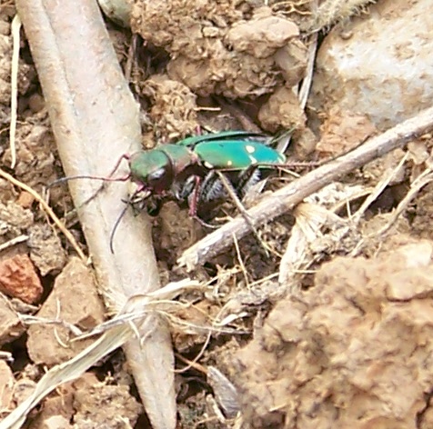 Cicindela campestris