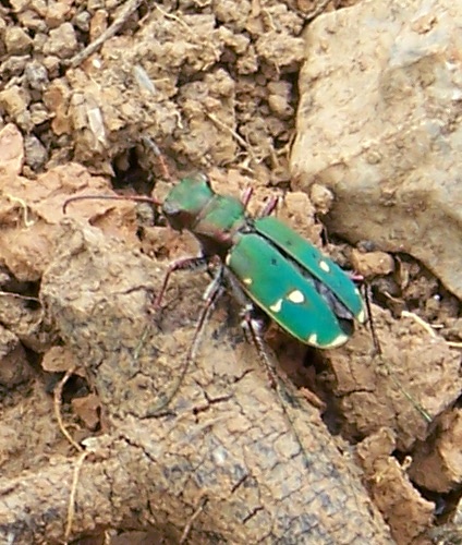 Cicindela campestris