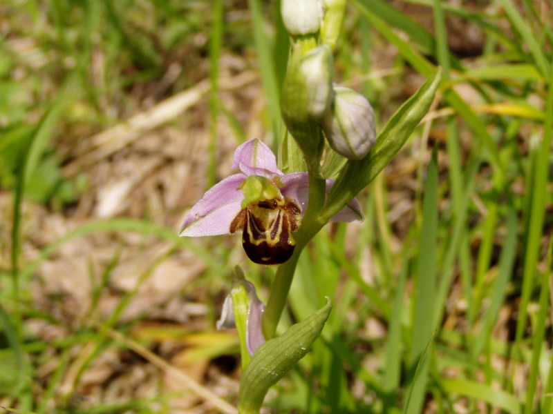 Ophrys apifera