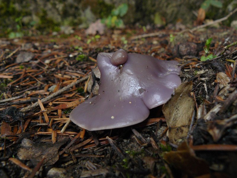 carrellata di funghi senza nome...