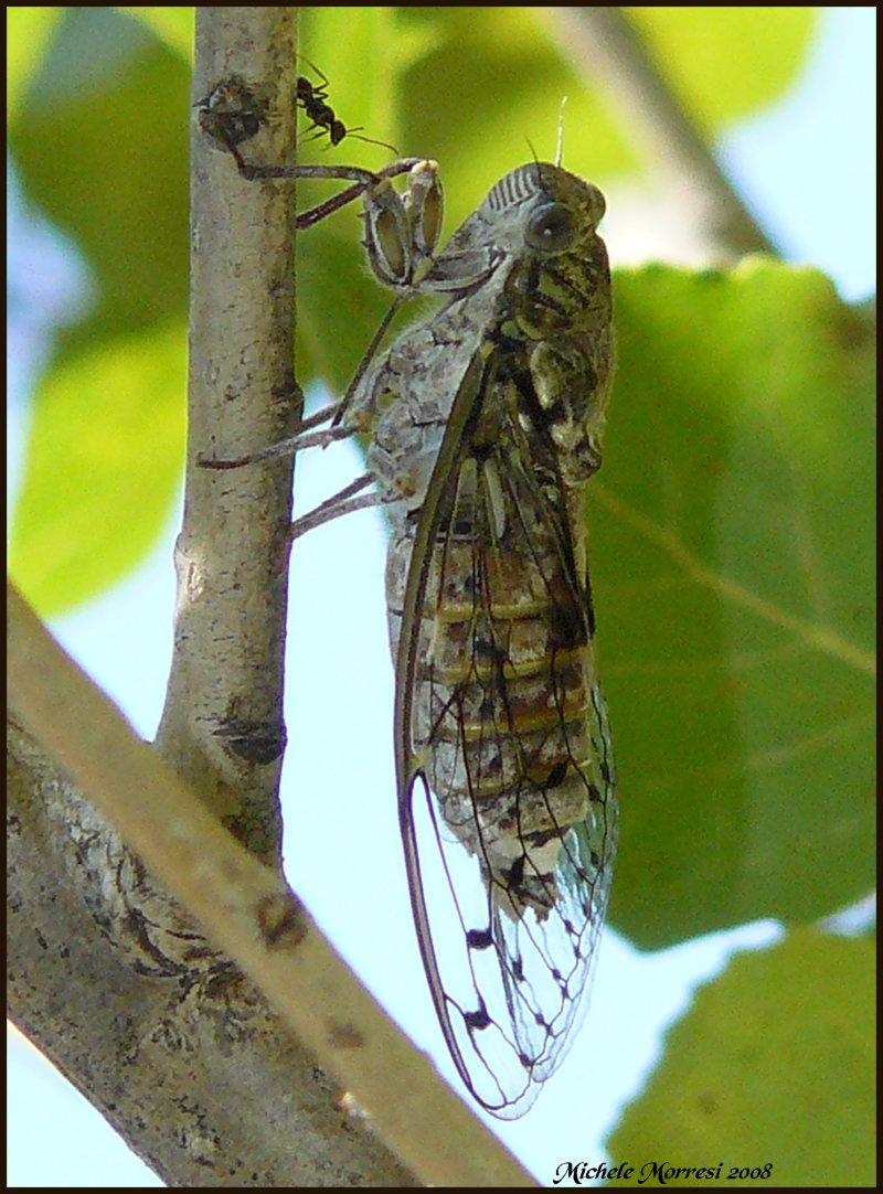 la cicala e la formica (Cicada orni e Formica sp.)