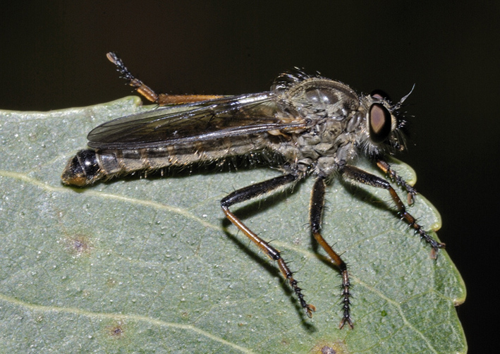 Dittero da identificare (Asilidae ?)