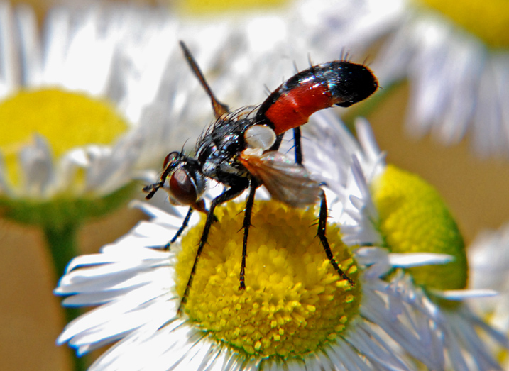 Cylindromyia sp. (Tachinidae).