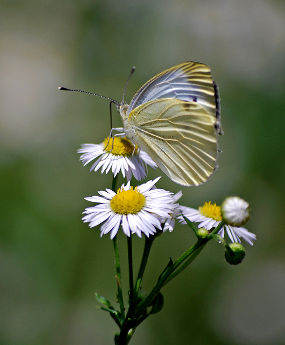 Pieris ....