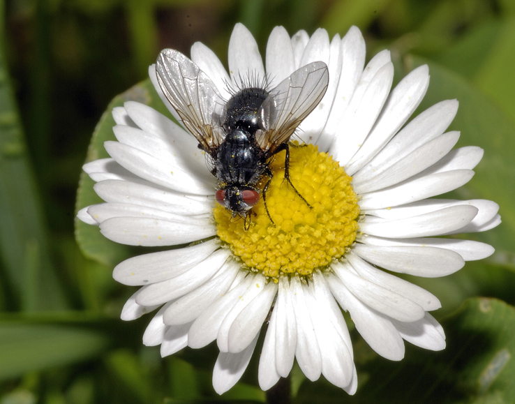 Piccola mosca da identificare