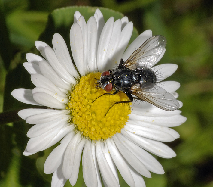 Piccola mosca da identificare