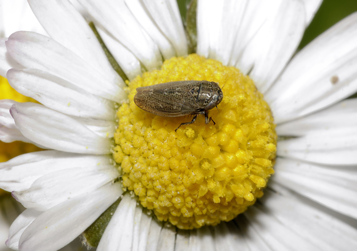 Da identificare...Fam. Cicadellidae  Euscelis sp.