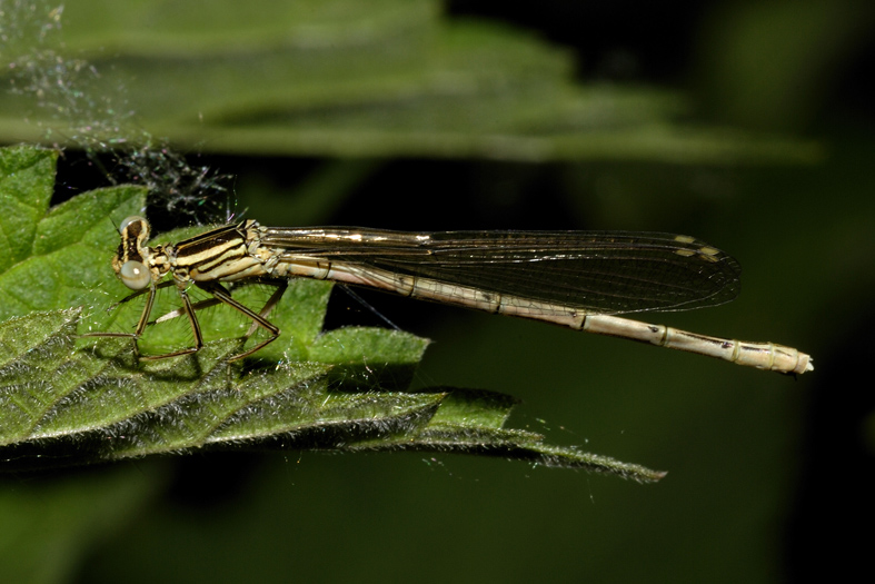 Libellula da identificare - Platycnemis pennipes (F)