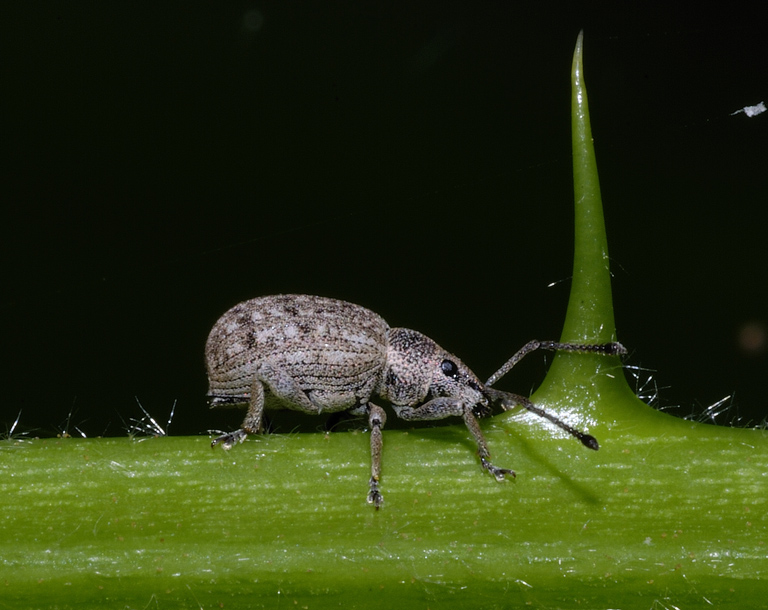 Curculionide da identificare: Peritelus ?