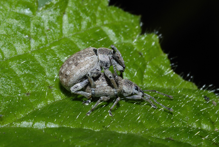 Curculionide da identificare: Peritelus ?